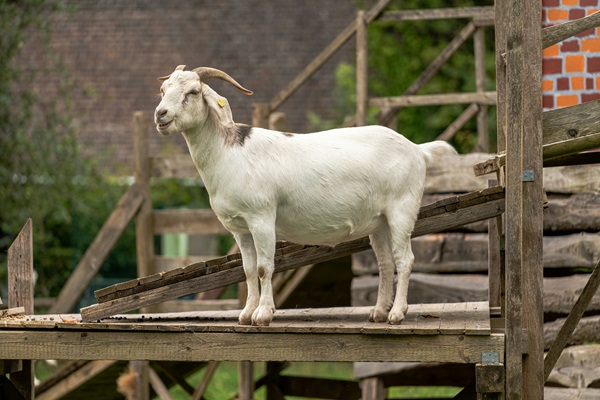 Ileya Ram goat