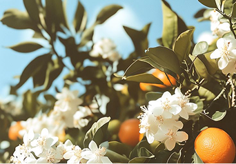 White flowers and oranges on branches